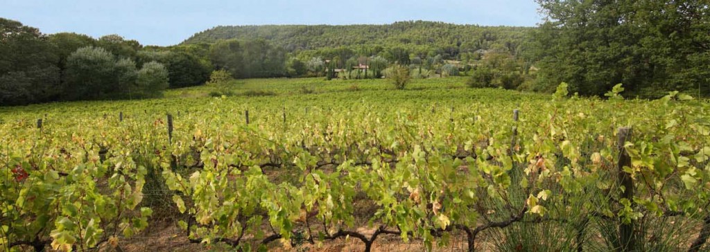 Les vignes sont conduites à deux yeux francs.