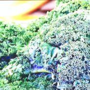 Kale : LE nouveau légume « healthy »