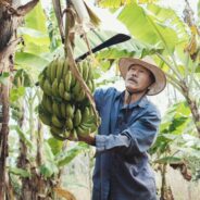 Les bananes plantain : comment les cuisiner comme des pros