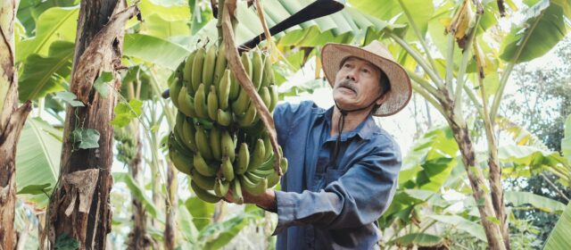 Les bananes plantain : comment les cuisiner comme des pros