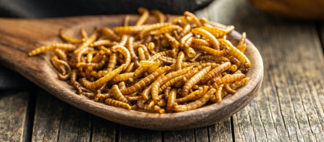 Les insectes comestibles : une tendance culinaire Ã  dÃ©couvrir