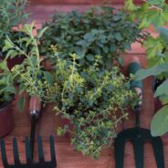 Les herbes aromatiques méconnues : des idées originales pour en profiter